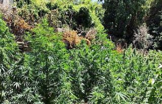 Kenevir bahçesine çevirilen eve jandarmadan operasyon:...