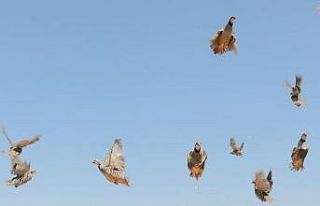 Keneye karşı doğaya keklik salma faaliyetleri devam...