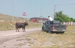 Kesimden kaçan tosun, uyuşturucu iğneyle sakinleştirildi