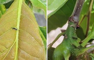Kestane ormanları kurtarmak için mücadele sürüyor