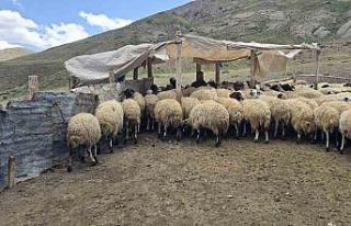 Kiraladıkları yaylada hayvancılık yaparak geçimlerini...