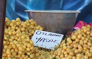 Kiraz Festivali’nde tezgahlardaki ’otlamak yasaktır’...