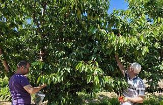 Kirazlar pestisit kalıntısı analizi için toplandı