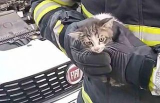 Kırıkkale’de kedi kurtarma operasyonu