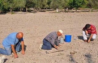 Kırkağaç Kavunu’nda tohumlar toprakla buluştu