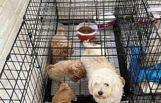 Kırklareli’nde kaçak hayvan üretilen adrese baskın