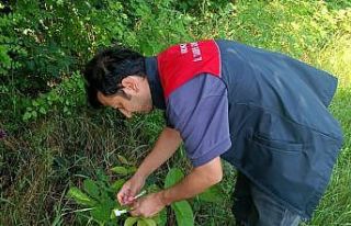 Kırklareli’nde kahverengi kokarcaya karşı 2 bin...