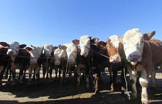 Kırsalda Bereket Hayvancılığa Destek Projesi kapsamında...