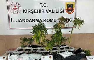 Kırşehir’de uyuşturucu operasyonu: 40 kök kenevir...