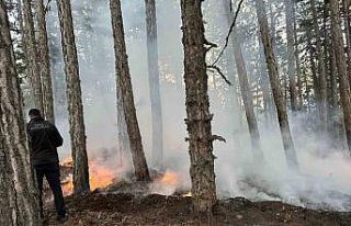 Kızılcahamam Soğuksu Milli Parkı’nda piknikçi...