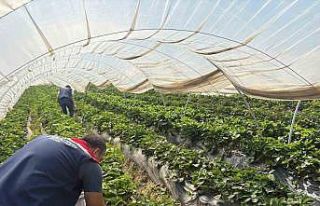 Koçarlı’da çileklere sıkı denetim