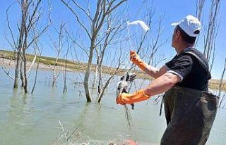 Koçhisar Barajı’nda ’hayalet ağ’ denetimi:...