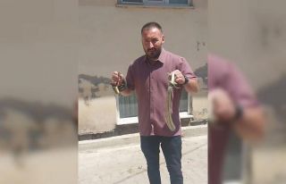 Komşusunun evine giren yılanları eliyle çıkardı,...