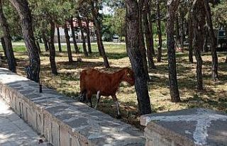 Konya’da firari keçiler ekipler tarafından bulundu