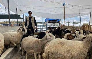 Konya’da kurban satıcıları yarını bekliyor