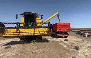 Konya’nın Kulu ilçesinde ekilen arpa zamanından...