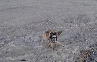 Köpeğin dronla imtihanı