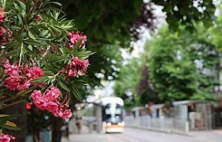 Köprübaşı palmiyeler ve zakkumlarla süslendi