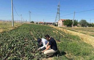 Kornişon salatalık ve kırmızı pancarda hastalık...