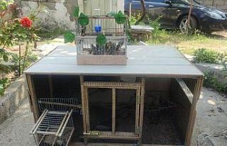 Koruma altındaki ’Saka’ kuşlarını satan kişilere...