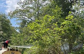 Koskoca tabiat parkı bir sigara izmariti yüzünden...