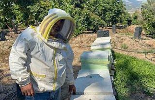 Kovanlarına ayı saldıran arıcı: "Bal falan...