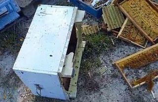 Kovanlarına ayı saldırdı: "Şükür bir tanesini...