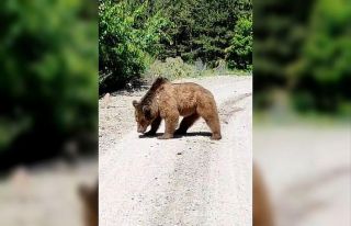 Köy yoluna inen boz ayı görüntülendi