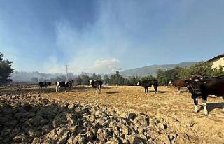 Kozan’daki orman yangınında çiftçiler, hayvanlarını...