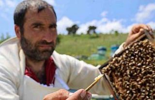 Kraliçe arının ömrünü uzatan şifa kaynağı,...