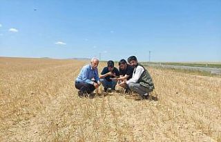 Kulu’da hububatı kuraklık vurdu