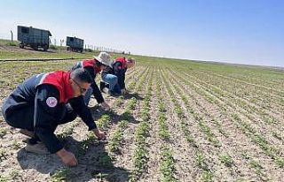 Kulu’da kenevir ekimi yapılan arazide inceleme