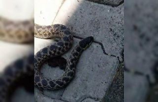 Kümesteki yumurtaları yiyen yılanı yakalayıp...
