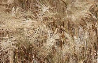 Kuraklık etkisindeki tarım başkentinde verim düşük