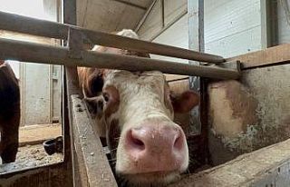 Kurban bayramı öncesi haraketlilik sürüyor