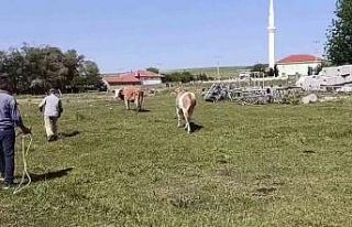 Kurbanlığın, sahibini terlettiği anlar cep telefonuyla...