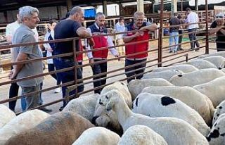 Kurbanlık hayvan satışı ve nakliyesi sıkı denetimde
