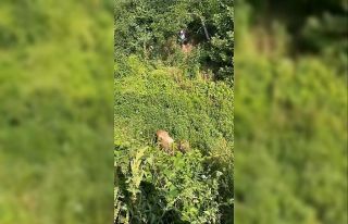 Kurbanlıklar kaçtı, vatandaşlar yakalamaya çalıştı