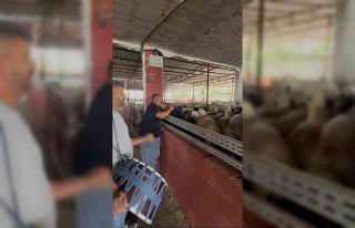 Kurbanlıklara davullu zurnalı konser