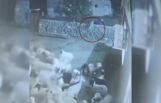 Kurt, ağıldaki sürüye böyle daldı: Kurdun kaptığı...