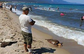 Kuşadası sahiline Caretta Caretta cinsi deniz kaplumbağası...