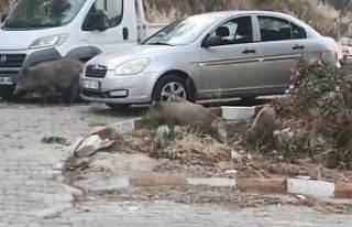 Kuşadası sokaklarında domuz istilası