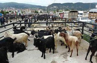 Kütahya Canlı Hayvan Pazarı geçici olarak kapatıldı