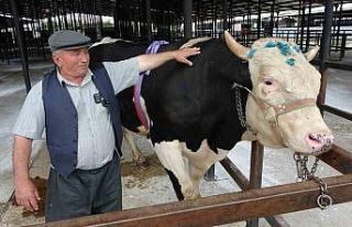 Kütahya’da 1 ton 200 kiloluk kurbanlık 350 bin...