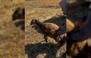 Kuyuya düşen koyunu itfaiye kurtardı