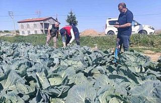 Lahana üreticilerine uyarıda bulunuldu