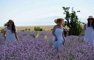 Lavanta tarlalarında mor bir şölen: Festival hasatla...