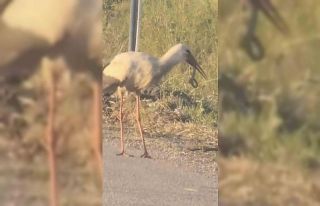 Leylek ve kartalın yılan avı kamerada