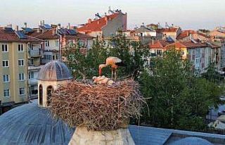 Leylekler mesken tuttukları tarihi kümbette yavrularını...