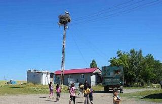 Leylekler Muş Ovası’nda yavrularını büyütüyor